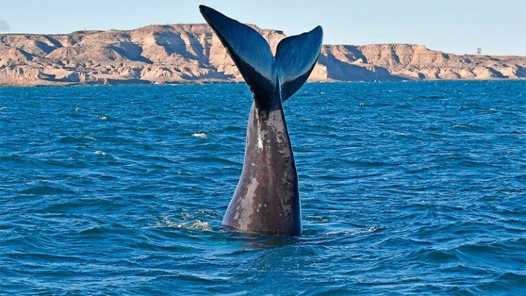 Ballena franca austral.