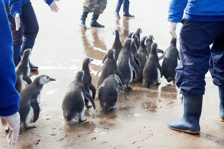 Así fue liberado Pijuí, el pingüino rescatado en una casa de Córdoba, en Santa Rosa de Calamuchita. (Fundación Mundo Marino)