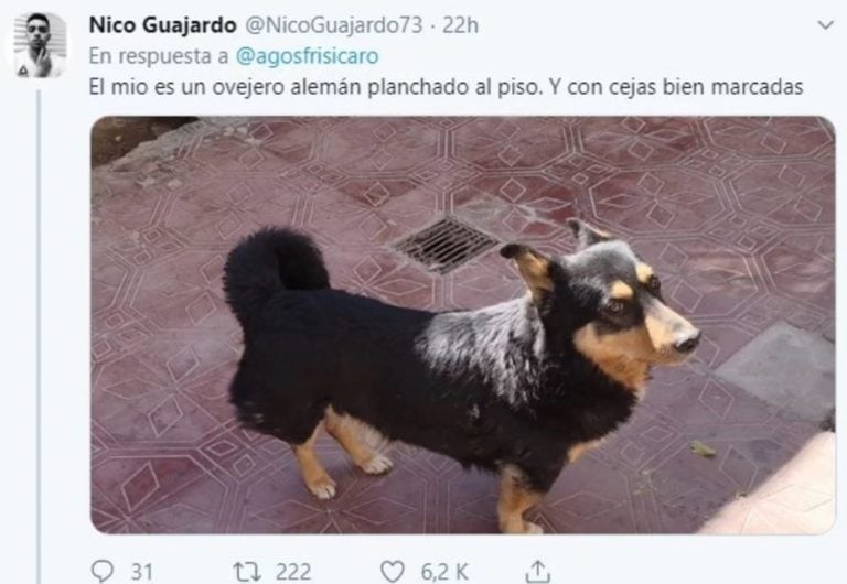 El hilo sobre perritos que iban a ser de raza, pero no. (Foto: captura Twitter)