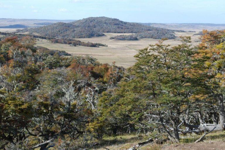 Bosques Tierra del Fuego