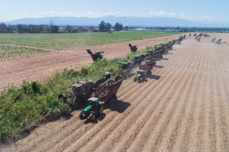 Con el fragor de la maquinaria agrícola, se reeditó el singular espectáculo del fin de zafra en los campos de Ledesma.