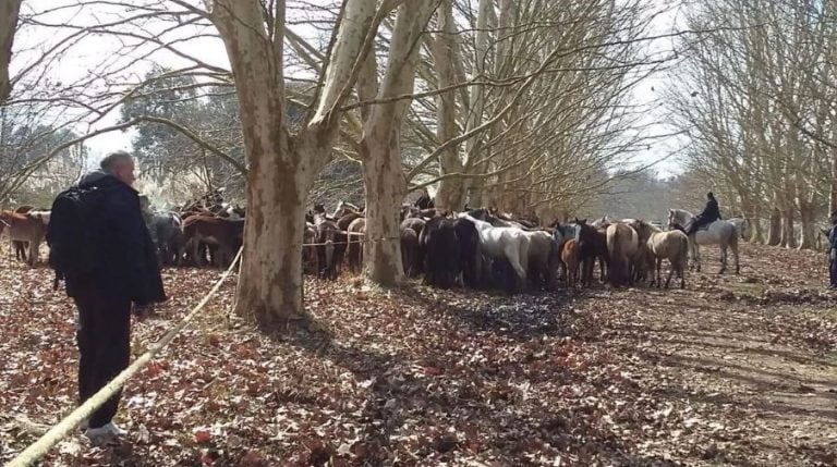 Rescatan más de 400 caballos desnutridos y maltratados en un campo de Ezeiza (Ministerio de Seguridad de la Provincia)