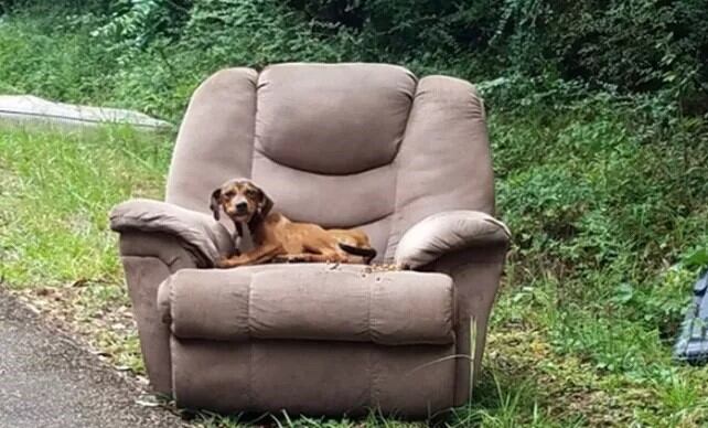 Abandonaron a un perrito junto a un sillón para engañarlo (Web)