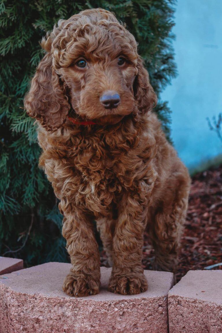 Goldendoodle