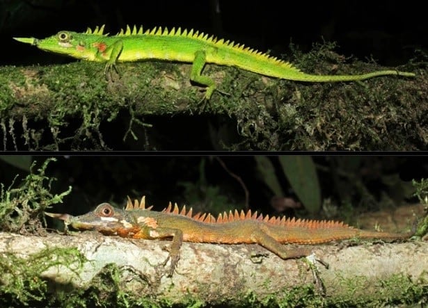 La lagartija que permanece en el Museo de Génova y la recientemente avistada. (Foto: Science News)