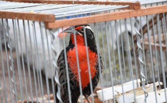 Se recuperaron más de 100 aves destinadas al comercio ilegal.