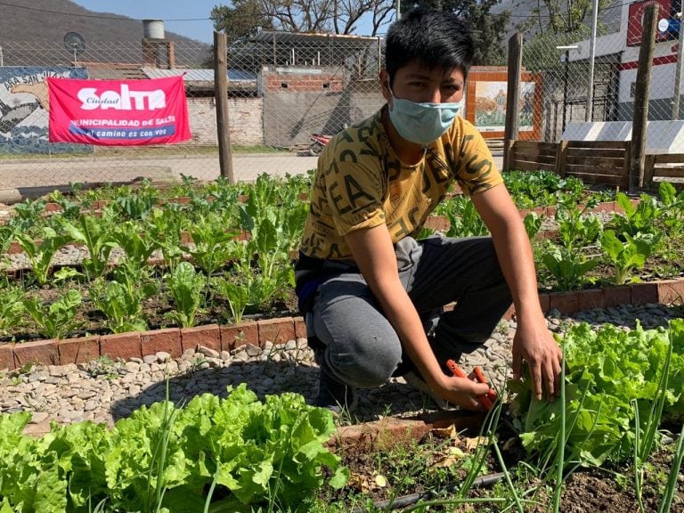 La huerta comunitaria del CIC de Constitución vio su primera cosecha (Municipalidad de Salta)