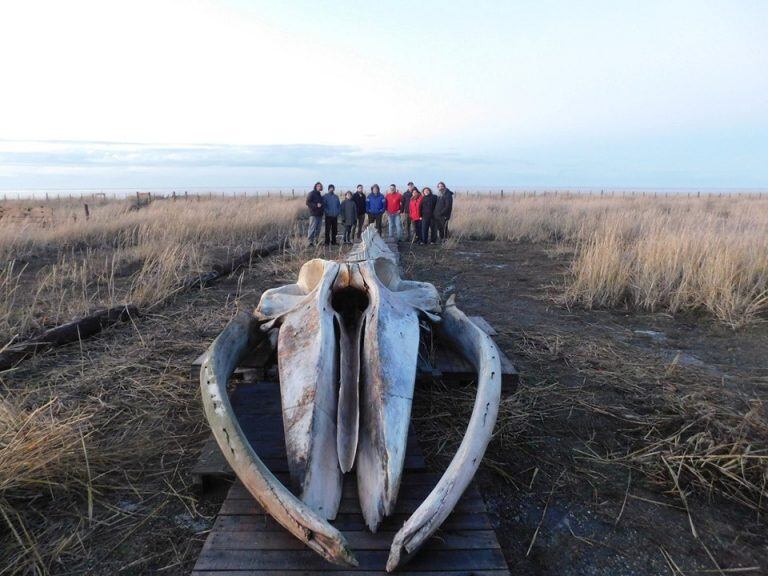 Ballena FIN de CIRCA