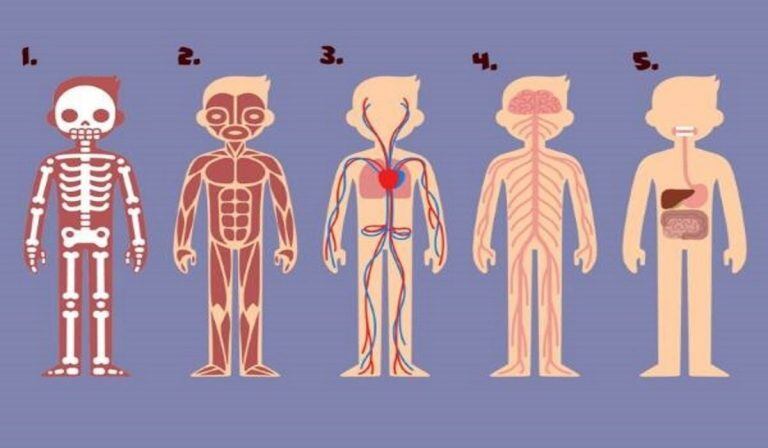 Test psicológico: ¿Qué parte del cuerpo es más importante para vivir?