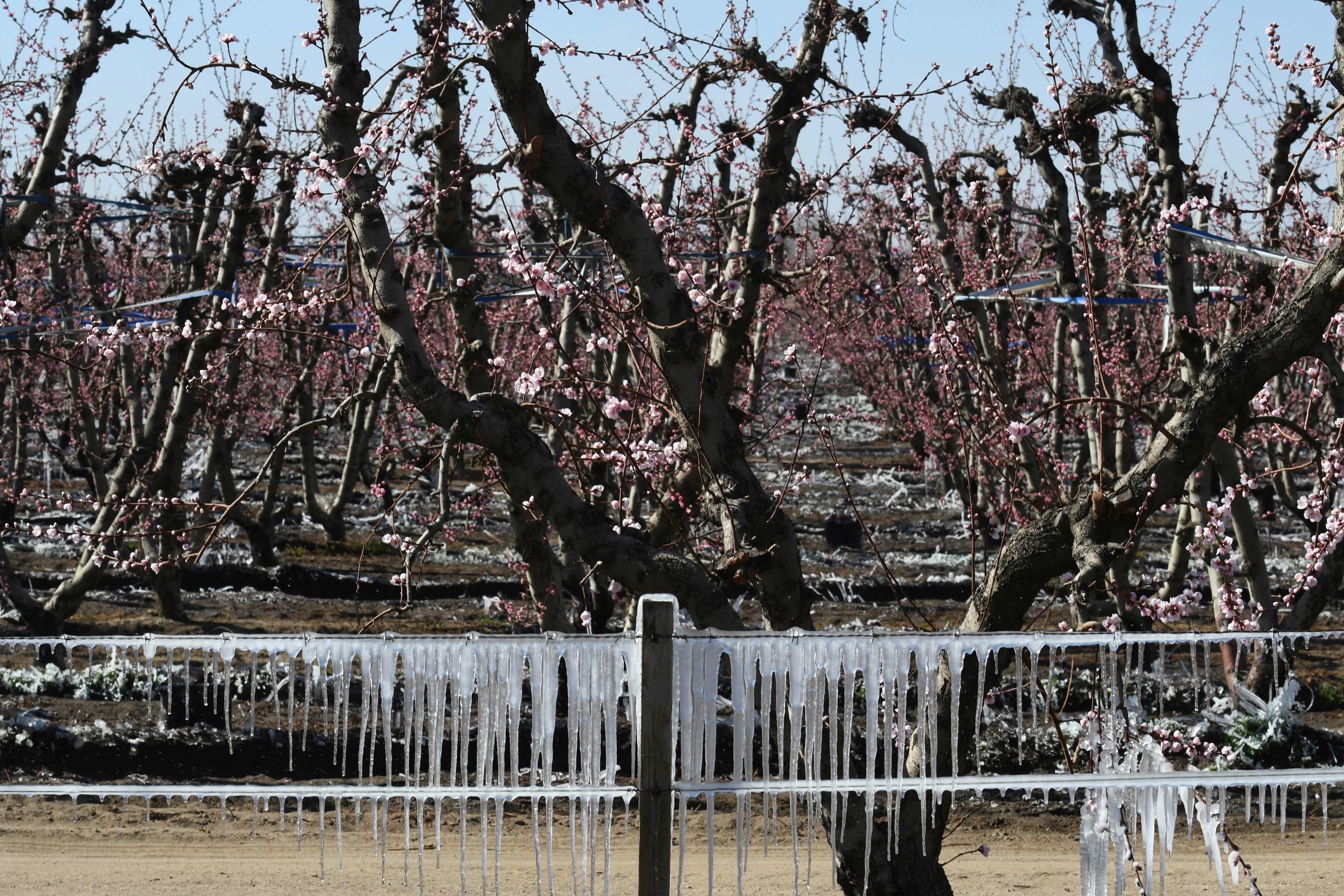 A raíz de la ola de frio polar y las bajas temperaturas, las heladas tardías hacen daño en fincas de frutales, en especial duraznos y frutas de carozo