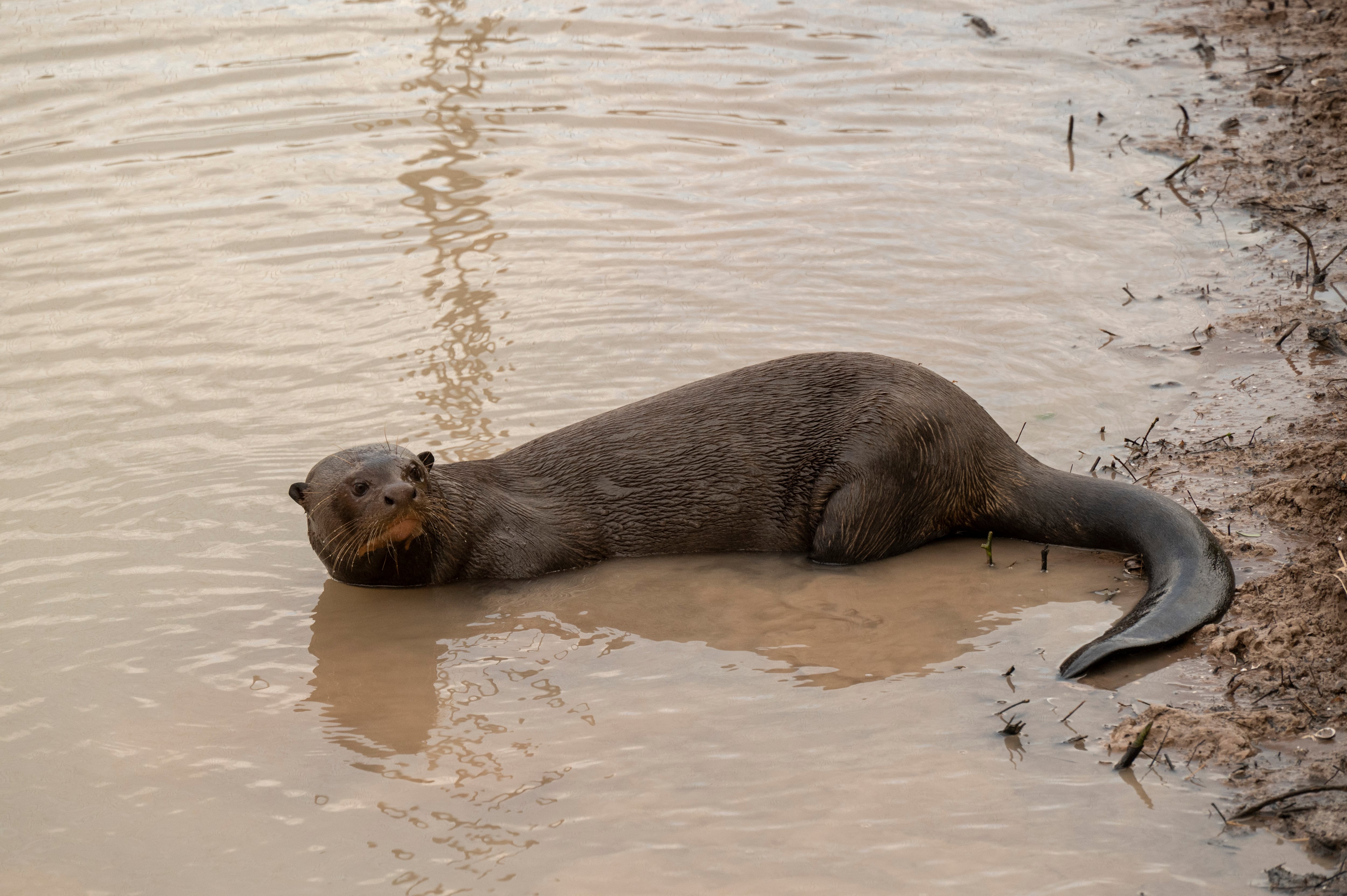 La nutria gigante en el Parque Nacional El Impenetrable, en Chaco.