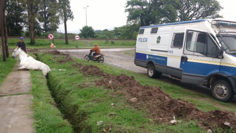 Caballo atrapado en Metán. (Prensa Policía de Salta)