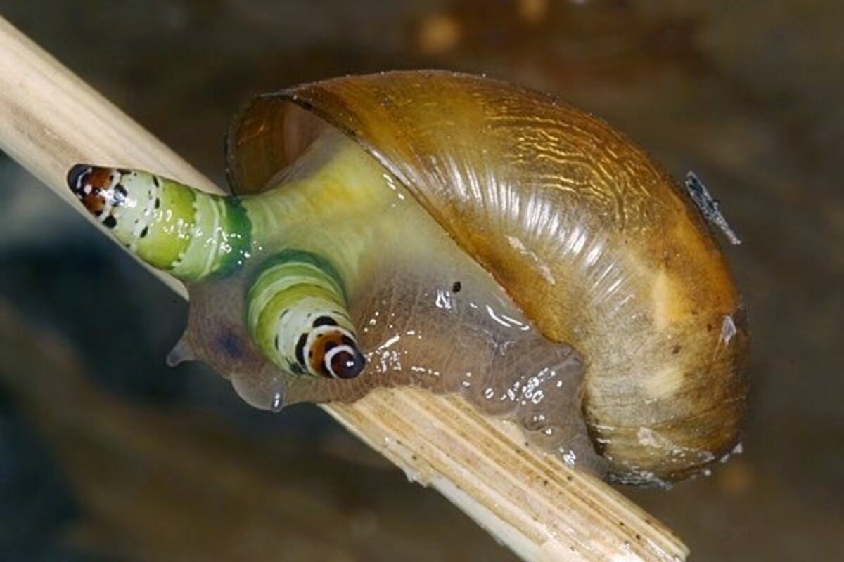 El caracol multicolor que está infectado y causa furor en las redes