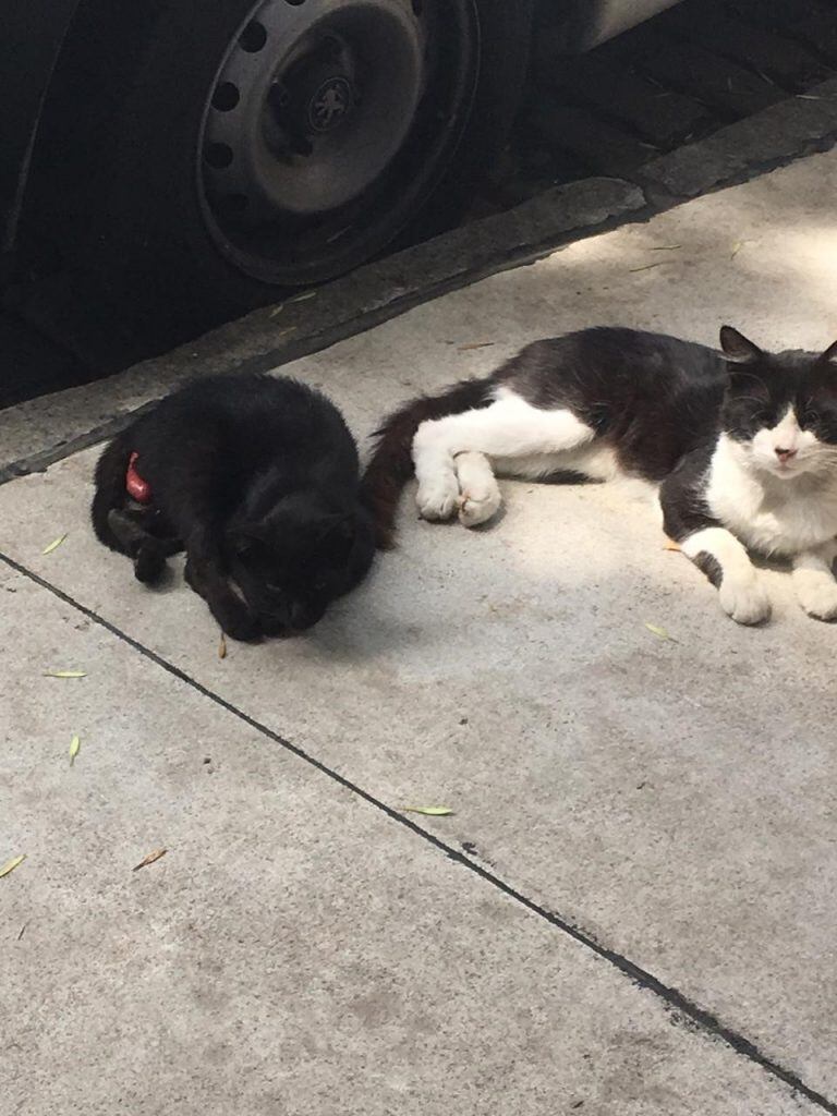 Algunos de los gatos que conviven en el terreno ubicado en la esquina de Palestina y Guardia Vieja, Almagro.  Facebook/GatosdePalestinayGuardiaVieja