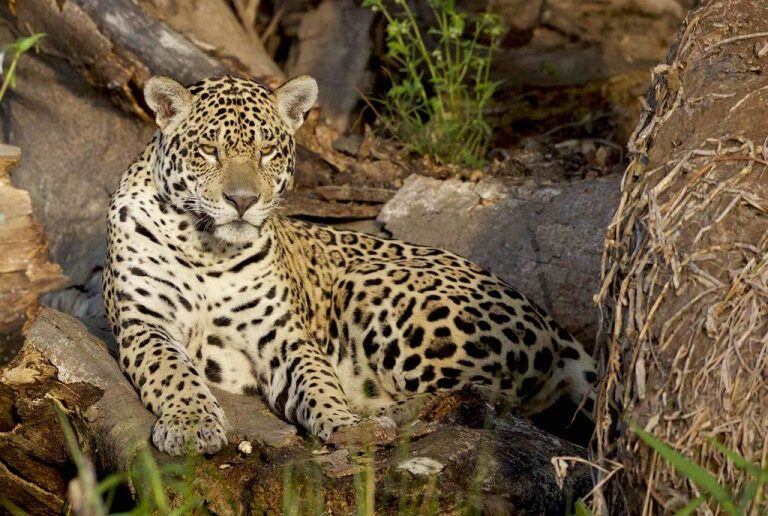 El yaguareté, una especie en peligro de extinción, sobrevive gracias a la conservación del ambiente selvático que es su hogar. (CIMECO)