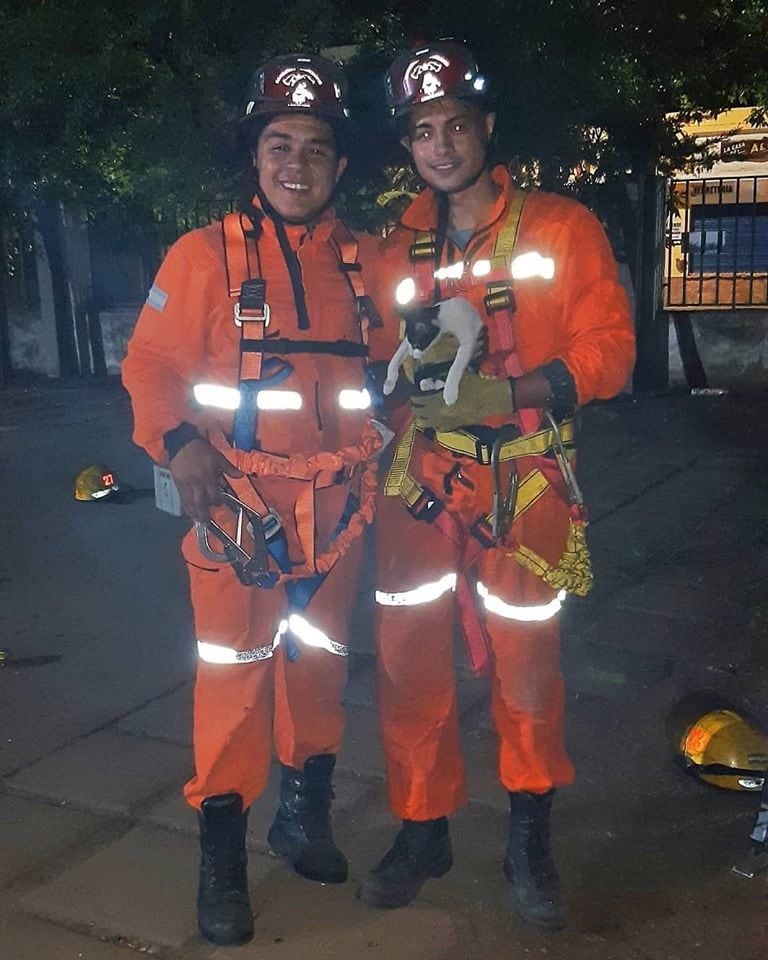 Bomberos de Arroyito rescataron a un gatito de un arbol