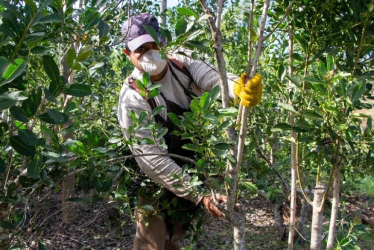 Cosecha de Yerba Mate (Foto: Instituto Nacional de la Yerba Mate) El tarefero, obrero rural que cosecha hoja verde de yerba, realiza un sacrificado trabajo.