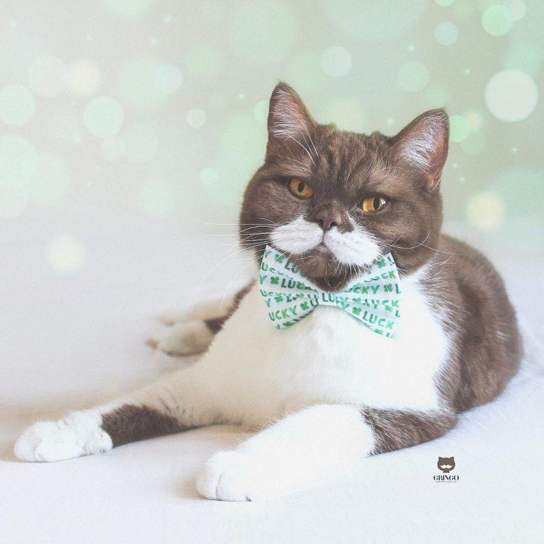 Su bigote está formado por manchas de colores blanco. (Instagram/@gringomoustachecat)