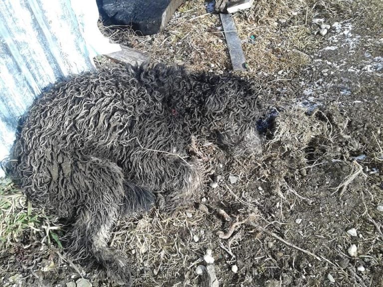 Perros Asesinados Tierra del Fuego