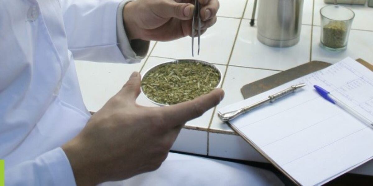 Controlan el ingreso de la yerba mate importada e inspeccionan el producto en molinos yerbateros
