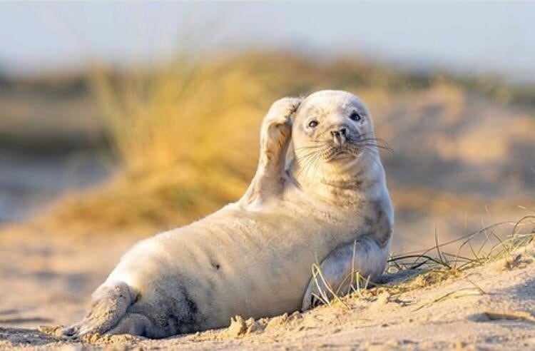 La foca fue captada en otras dos poses típicas de modelo.