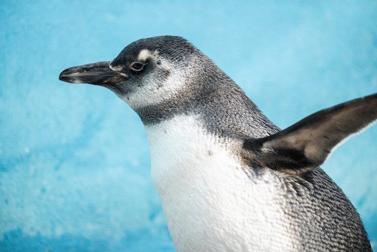 Así fue liberado Pijuí, el pingüino rescatado en una casa de Córdoba, en Santa Rosa de Calamuchita. (Fundación Mundo Marino)