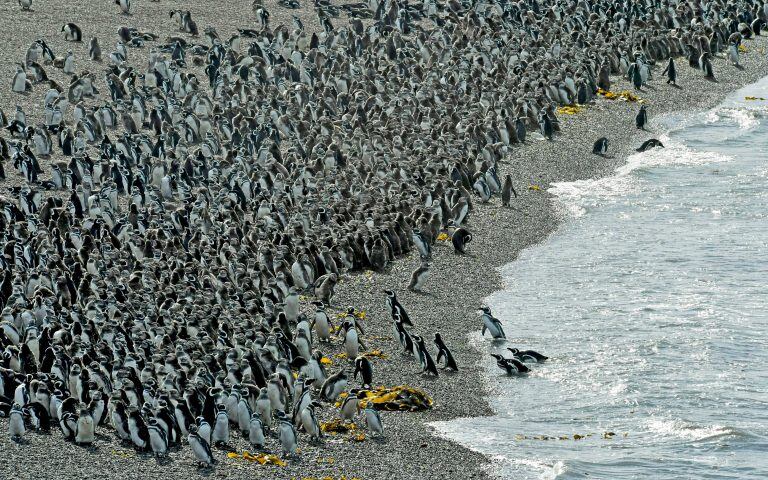 Punta Tombo