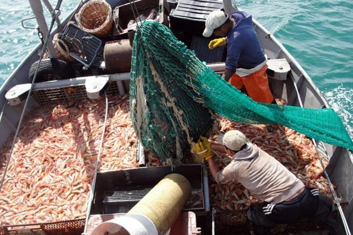 Se tomará como referencia que los cajones deberán contener 18 kilogramos de langostino y 17 kilogramos de langostino las denominadas cajitas.