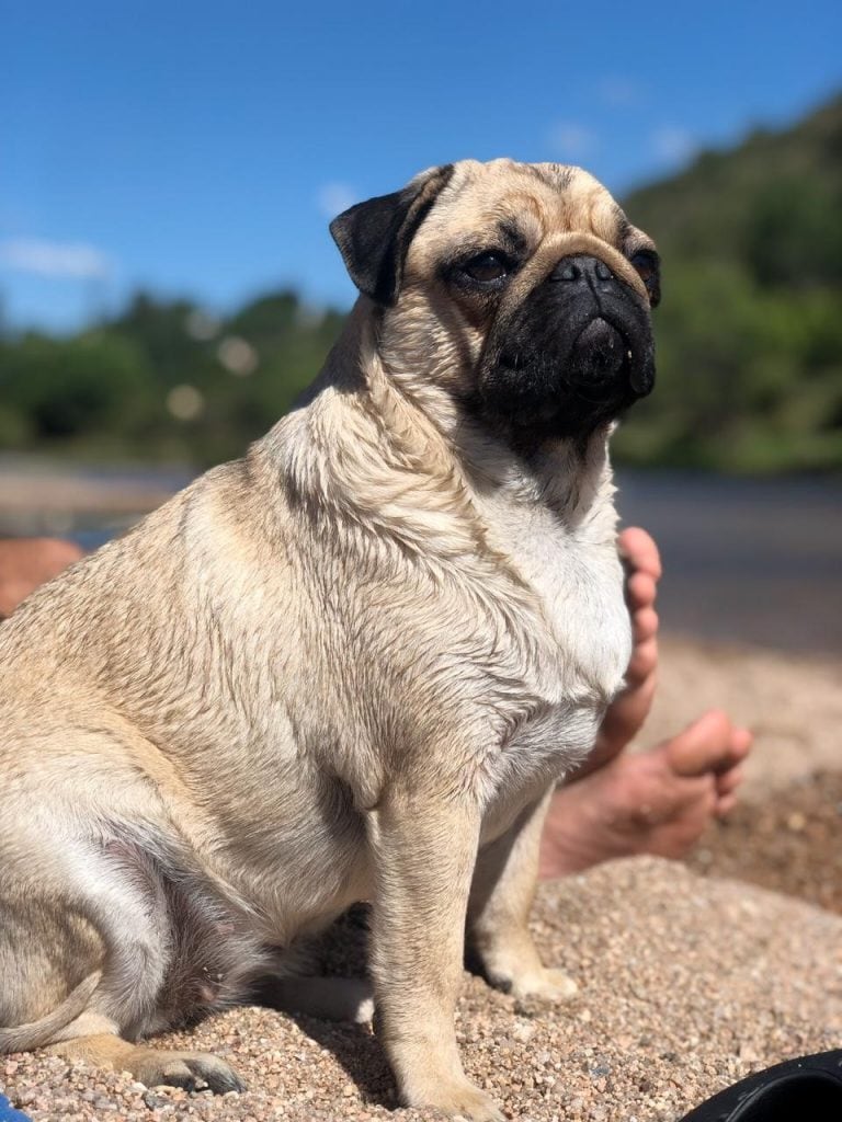 Berlina es una Pug Carlino de casi tres años.