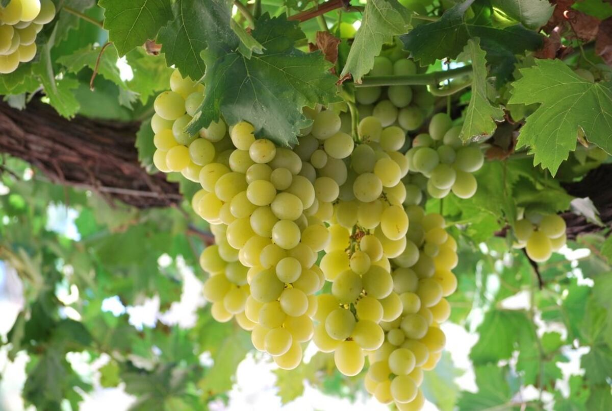 Reconocen una nueva veriedad de uva para elaborar vinos