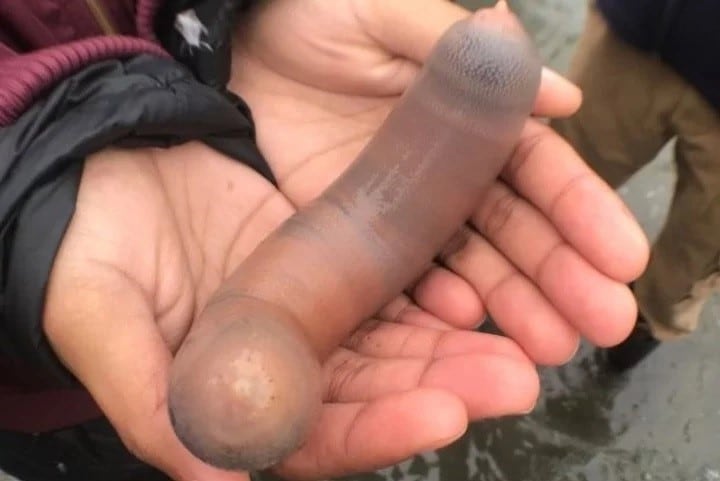 "Peces pene" que aparecieron en una playa de California (Web)