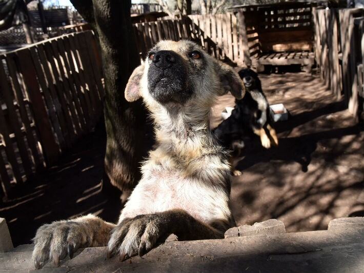 Adopción responsable de perros.