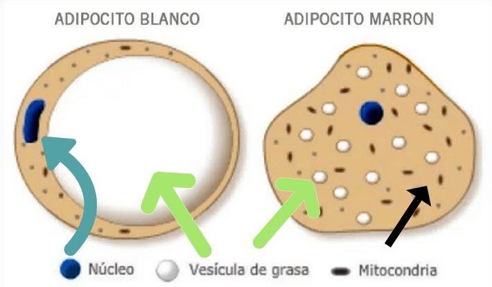 Las diferencias entre la grasa blanca y la marrón (Foto: web)