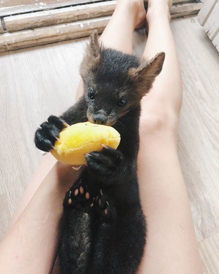 El pequeño animalito es de carácter arisco, pero es muy inteligente. (Instagram/@russian_sable)