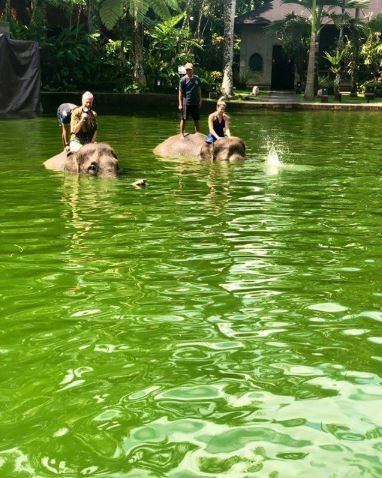 Jimena Barón y Marley nadaron con elefantes (Instagram/ marley_ok)