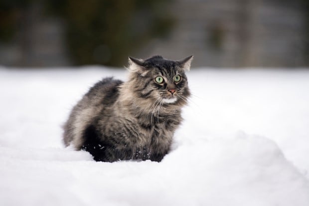 El largo pelaje del Maine Coon hace que puedan sobrevivir a las bajas temperaturas del invierno.