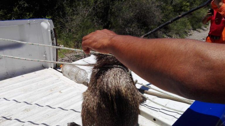 El pecarí de collar es un animal salvaje que se metió en el baño de la Municipalidad de Salsacate.