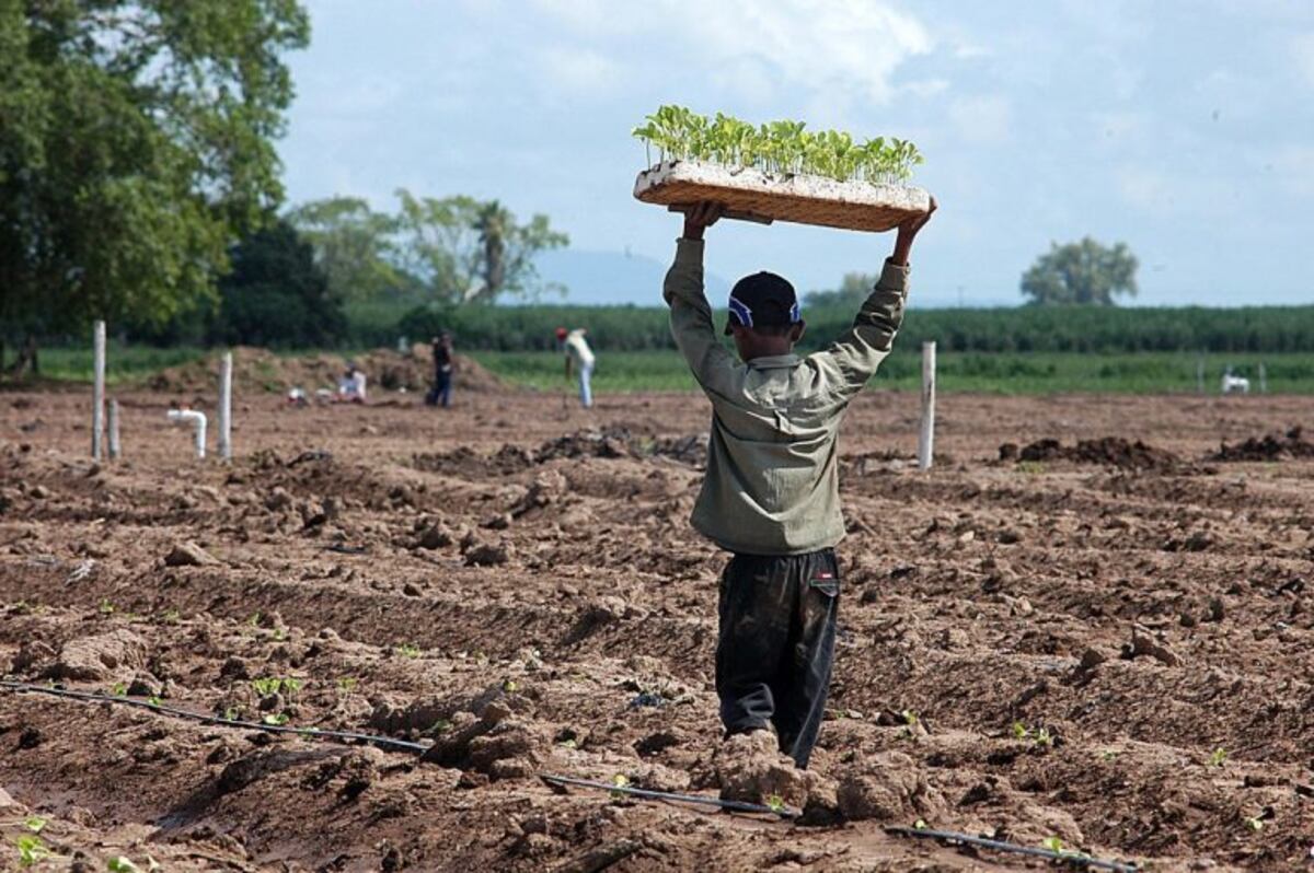 Encontraron menores trabajando en fincas agrícolas