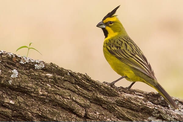 Cardenal amarillo. (Misanimales.com)