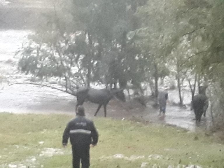 El dramático rescate de cuatro caballos en Villa Carlos Paz en medio de la creciente.