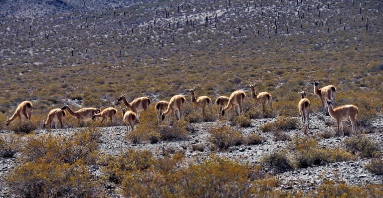 Parque Nacional Los Cardones