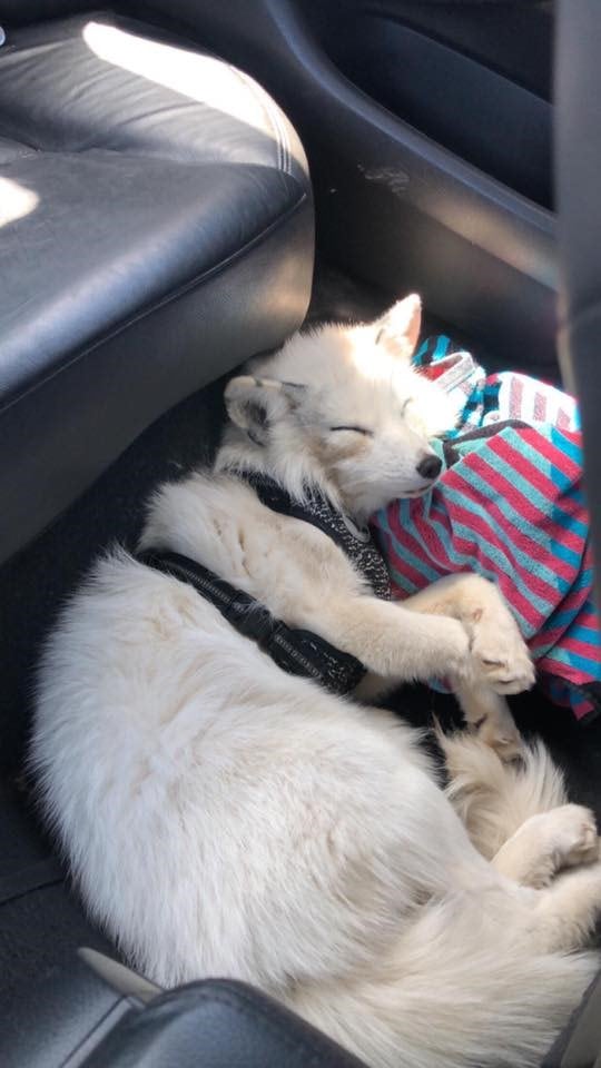 El zorro blanco, de nombre Akela, tenía una familia con la que vivía desde hacía casi un año.