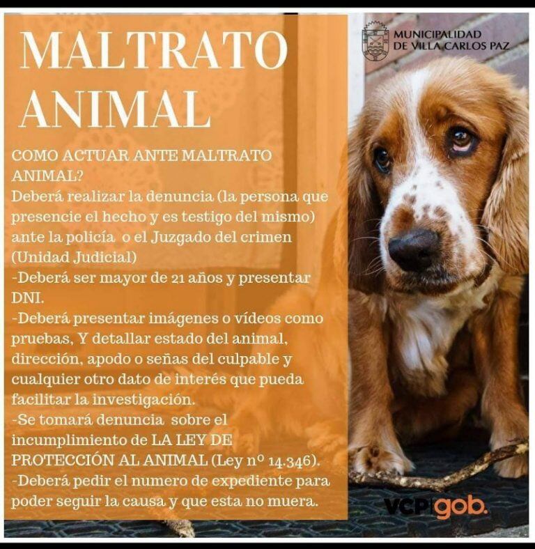 Cómo actuar ante un maltrato animal.