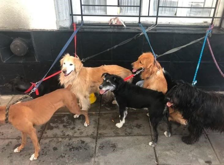 Perros abandonados en Colegiales (Foto:Web)