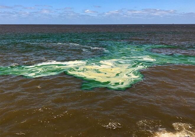 Cianobacterias en aguas del Lago de Yacyretá en cercanías de Posadas. (UNaM)