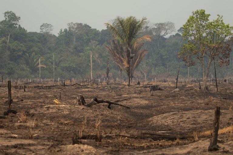 Vista de los daños producto del incendio en la selva amazónica