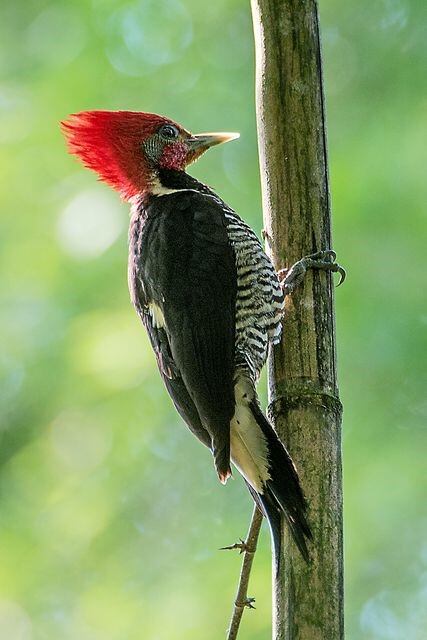 Carpintero Cara Canela.