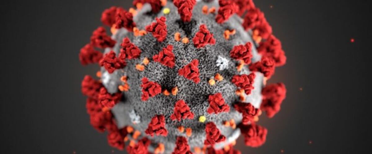 COVID: científicos españoles descubrieron cómo podría frenarse la entrada del coronavirus a las células