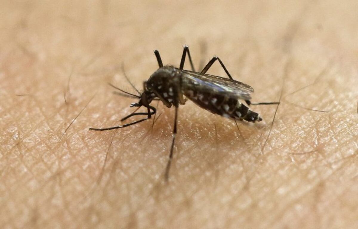 Encontraron un ejemplar del mosquito Aedes Aegypti en Azul
