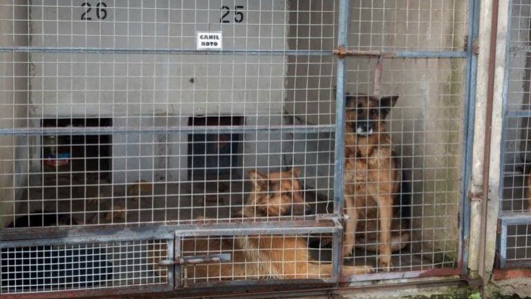 Perros que atacaron a una mujer en Punta Mogote.